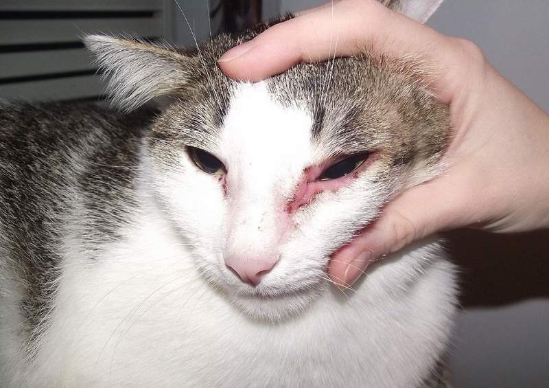 Аллергия у кошек: как распознать недуг и избавиться от него