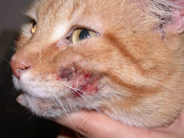 Морда рыжего кота со следами блошиного дерматита на щеке