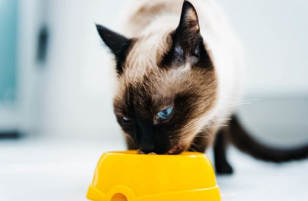 Сиамская кошка ест корм из жёлтой чашки