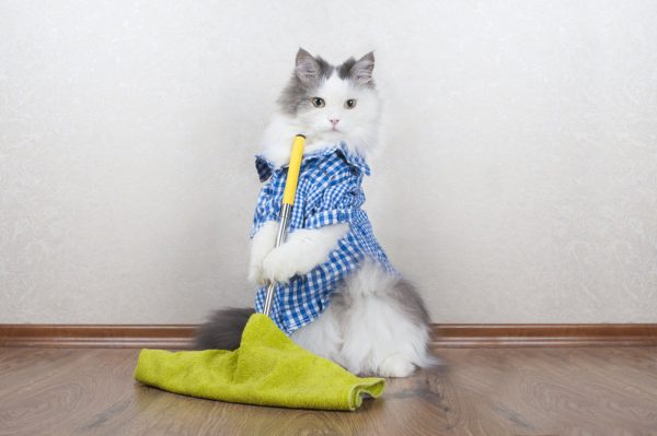 Пятнистый кот в клетчатой голубой рубашке стоит с жёлтой шваброй в лапах