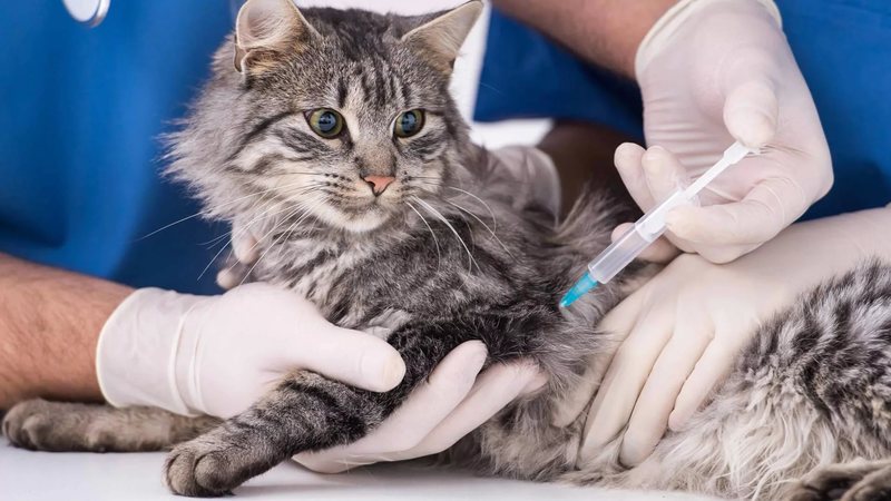 Инактивированная вакцина Поливак-ТМ — надёжная защита кошки от кожных инфекций