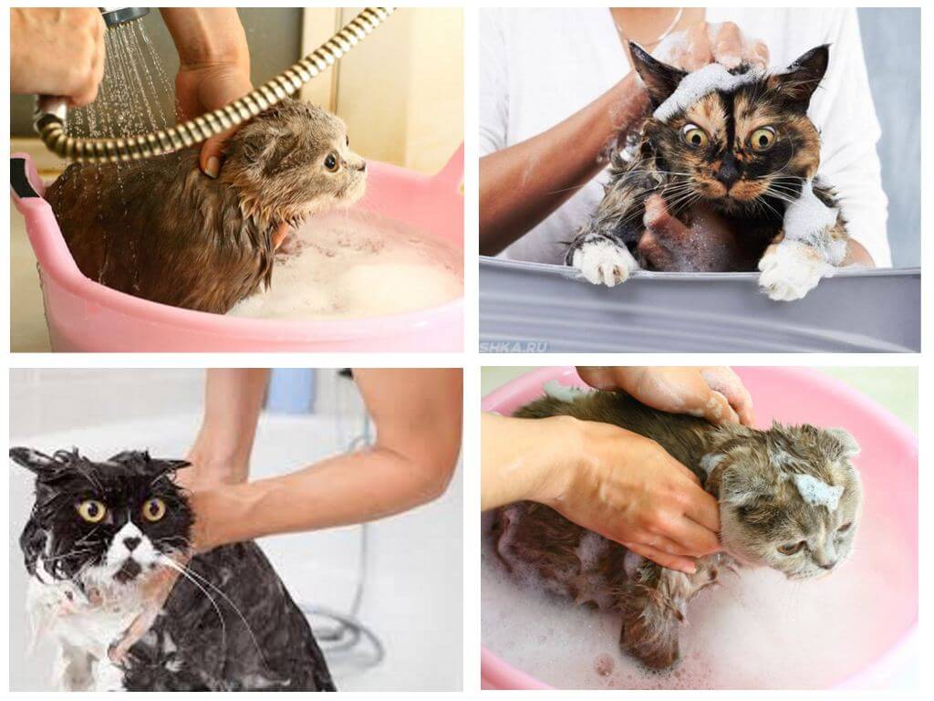 Моем кошку правильно. Шампунь с котиком. Мытье кошки. Приспособление для мытья кошек. Можно мыть кошку.