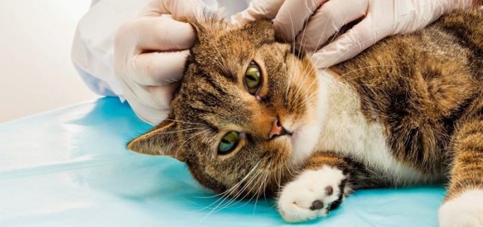 Закапывание лекарства в ухо кошке