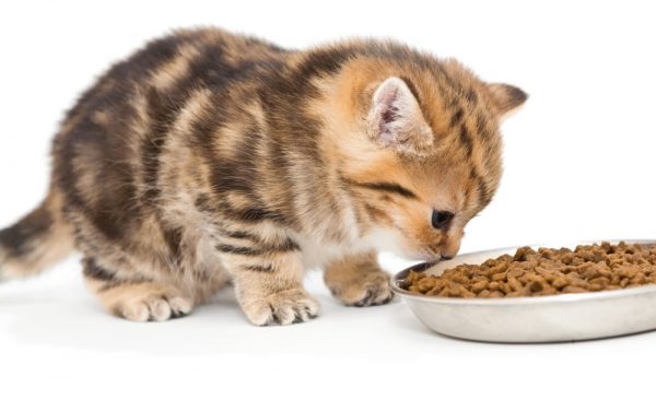 Котёнок ест корм из миски