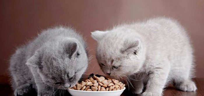 котенок ест сухой корм