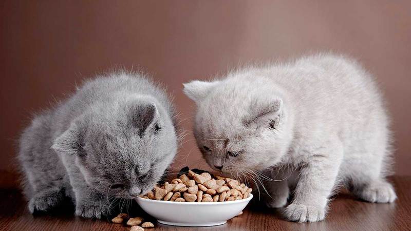 Сухой корм для котят: выбираем и приучаем к нему правильно
