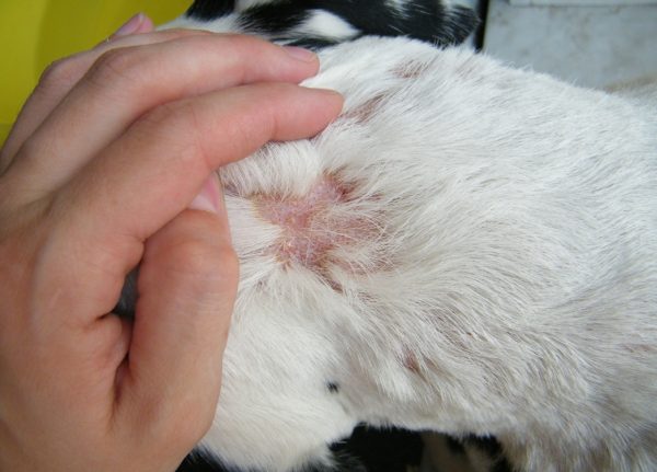 Выпадение шерсти и появление пузырьков при кожных заболеваниях у кошки