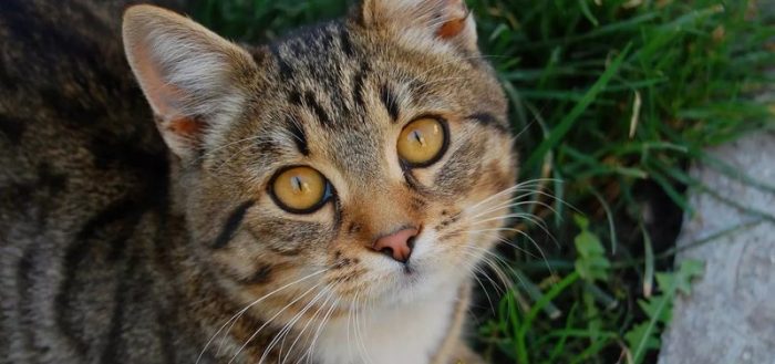 Аденома или выпадение третьего веко у котов и кошек: как лечить в домашних условиях