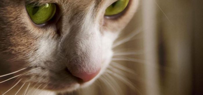 Пирантел для кошек: инструкция по применению, аналоги, отзывы