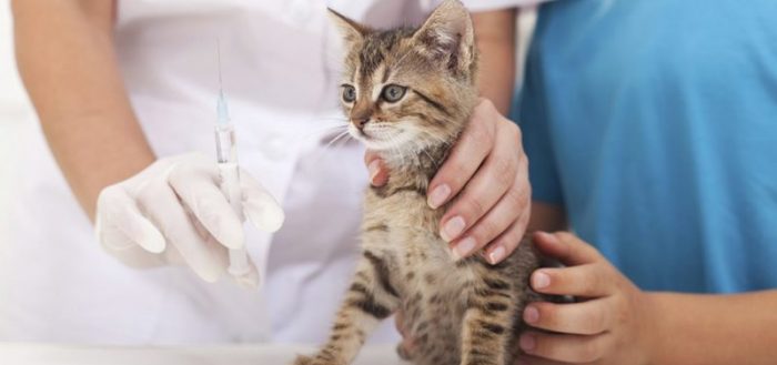 Вакцинация кошек: в каком возрасте делают прививки котятам, график инъекций в виде таблицы, обзор вакцин