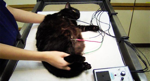 Электрокардиограмма кошки