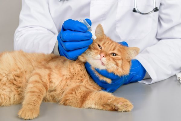 Лечение кошки