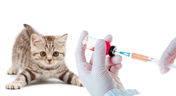 Вакцинация котёнка