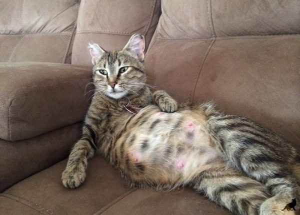 Беременная кошка лежит на диване