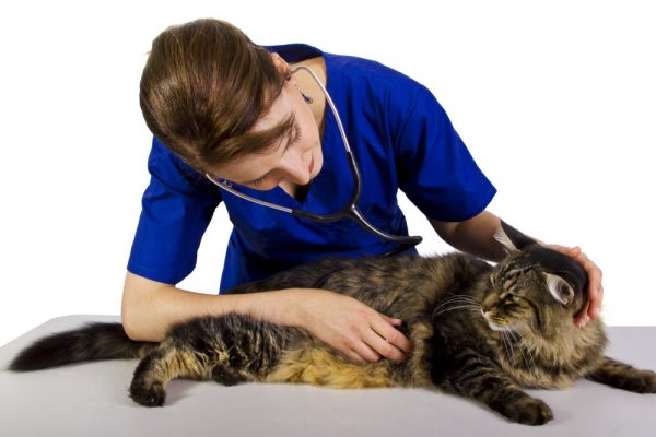 Ветеринар выслушивает кота
