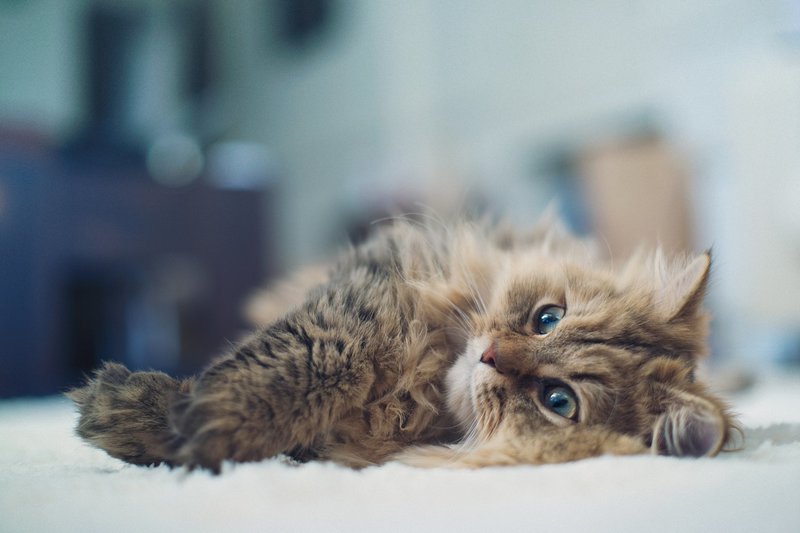 Кошка на нервах: выбираем успокоительное средство