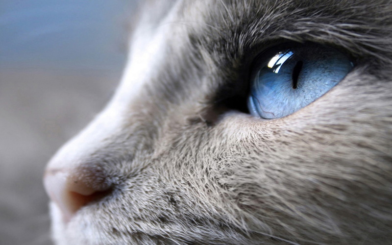 Офтальмологические капли для кошек: обзор и показания к применению
