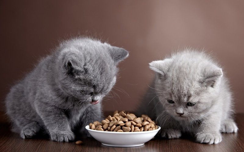 Как правильно выбрать корм для котёнка