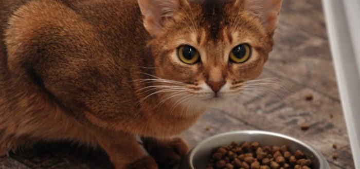 Корм для кошек «Бозита» (Bozita): отзывы ветеринаров и владельцев животных о нем, обзор состава, плюсы и минусы