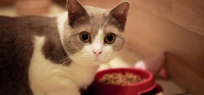 Корм для кошек Purina («Пурина»): его виды, классы и ассортимент, отличительные особенности, преимущества и недостатки