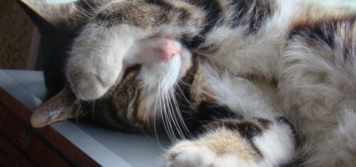 Успокоительное и снотворное для кошек