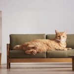 Зелёный диван для кота