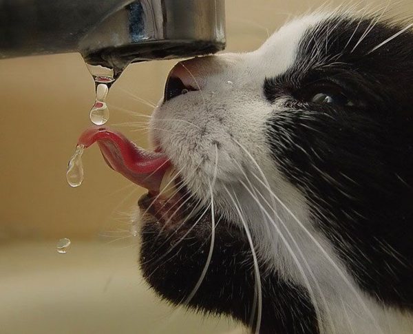 Кот пьёт воду из крана