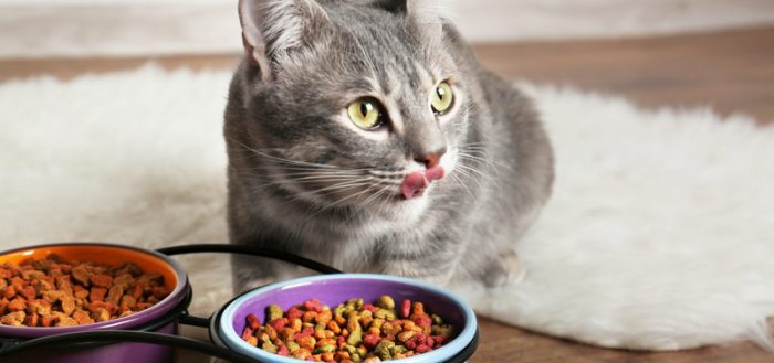 Вреден ли сухой корм для кошек: какой корм лучше, польза