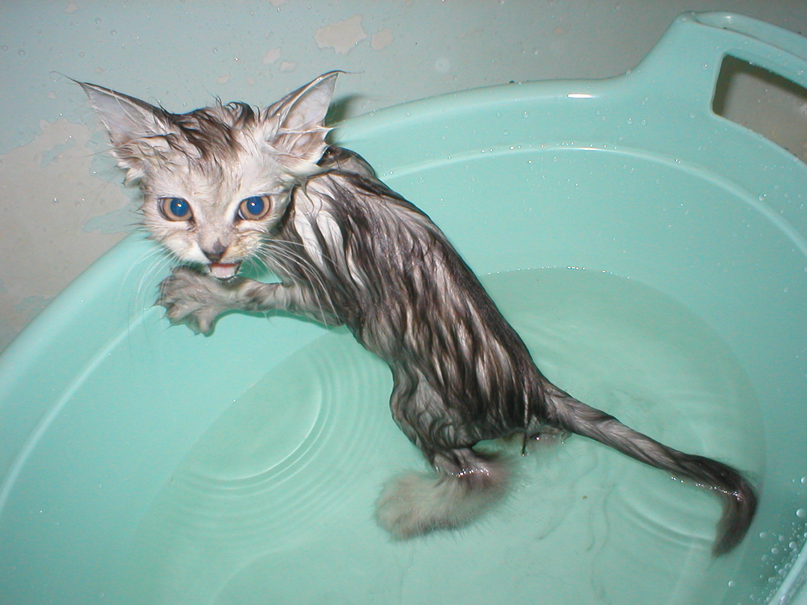 Кошка после мытья