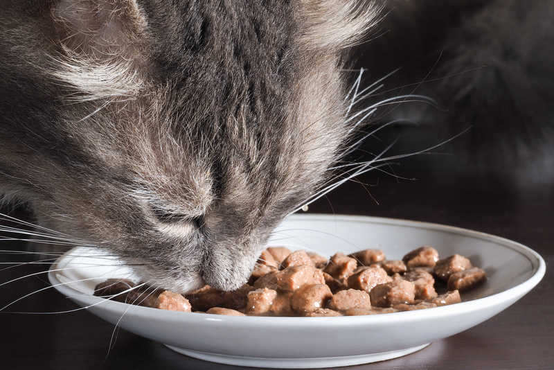 Влажный корм для кошек: обзор и отзывы ветеринаров