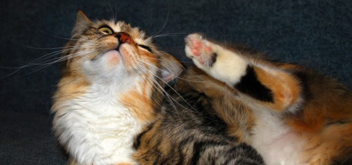 Кожные заболевания и болячки с запахом у кошек и котов – виды болезней, симптомы, лечение, фото