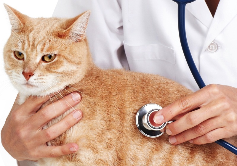 Антибиотики для кошек: особенности и разновидности