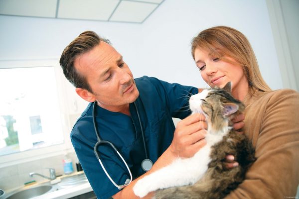 Ветеринар осматривает кота
