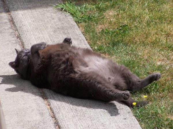 Толстый кот лежит на спине