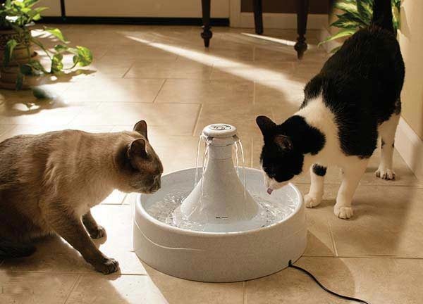 Кошки пьют из питьевого фонтанчика