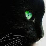 Корм для кошки с болезнью печени thumbnail
