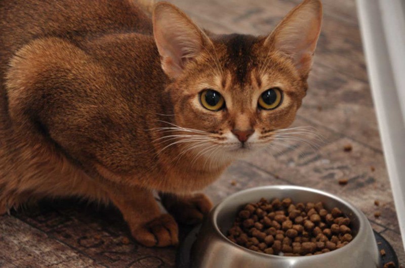 Обзор кормов и лакомств для кошек «Мнямс»: как не запутаться в многообразии
