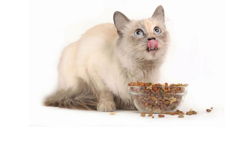 Корм для кошек Almo Nature: можно есть и людям?