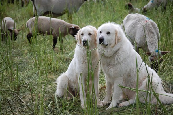 Кувас породы пастушьих собак