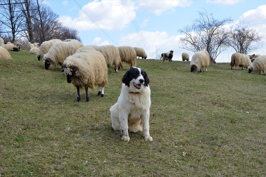 Пасу овечек. Южнорусская овчарка пасет овец. Порода собак Пастухов овец. Чабанская порода овец. Пастушья собака порода.