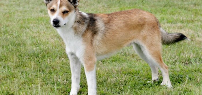 Лундехунд – стандарт породы, как содержать и ухаживать за норвежской собакой, выбор щенков и дрессировка, цены, фото и отзывы