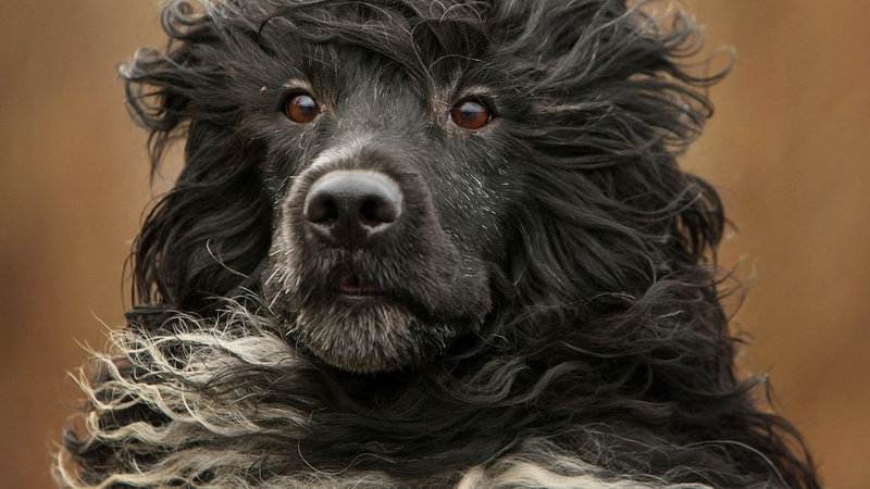 Курчавый пловец: португальская водяная собака