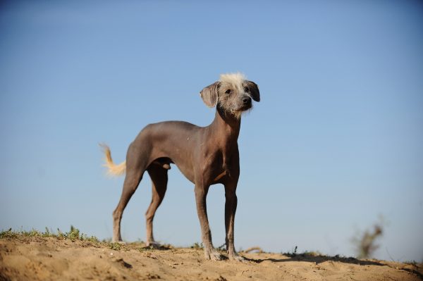 Лысая собака Перу