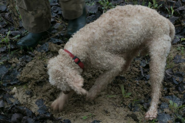 Лаготто романьоло трюфельная собака. Собаки трюфель. Собаки трюфель. Собаки трюфель. Собака которая ищет трюфели.