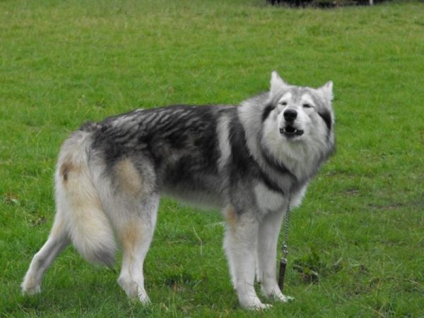 Северная инуитская собака