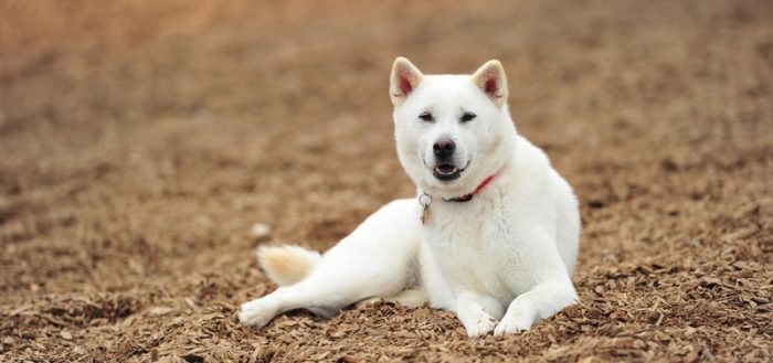 Породы японских собак с фотографиями и названиями, кисю ину