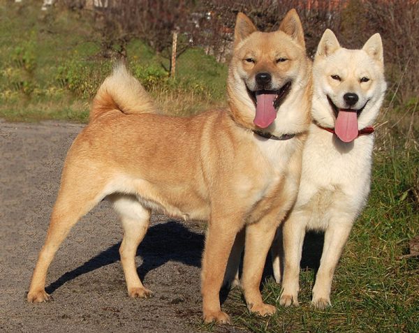 Две собаки породы хоккайдо