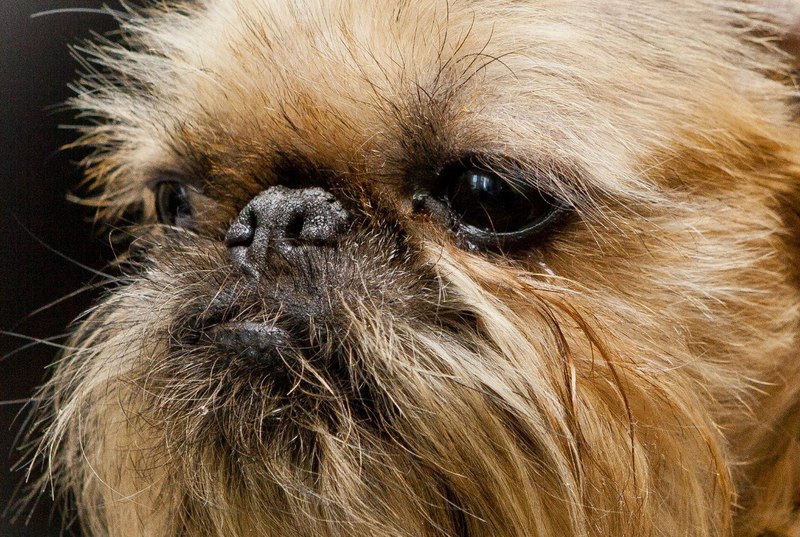 Брюссельские грифоны: очаровательные и необычные комнатные собачки