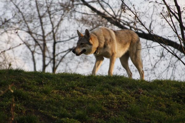 Чешский волчек