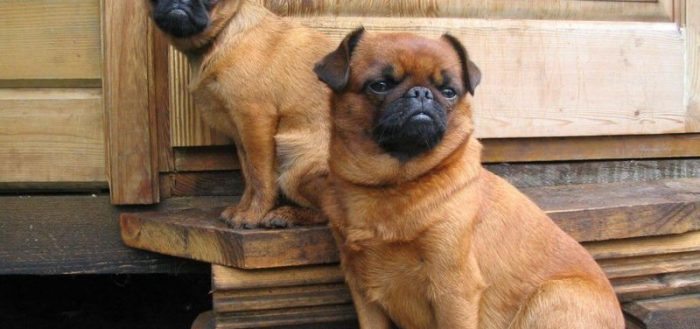Пти-брабансон — фото собак, описание породы, отзывы владельцев